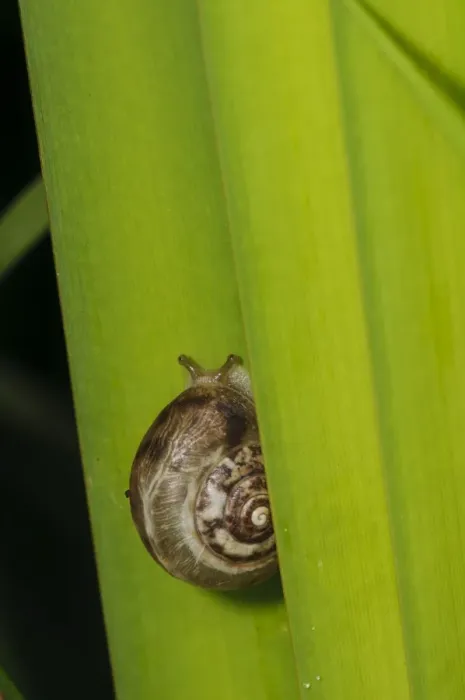 Framed Print : Kentish Snail (Monacha cantiana) adult, resting on Common Reed (Phragmites australis) leaf, Wicken Fen, Cambridgeshire