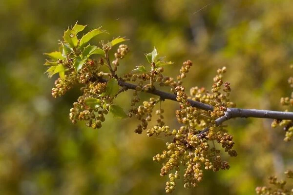 Kermes Oak (Quercus coccifera) close-up of flowers, Montagne de la Clape, Aude, Languedoc-Roussillon, France, May