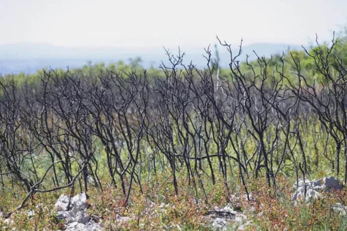 Framed Print : Kermes Oak (Quercus coccifera) regenerating after fire in garrigue habitat, near Minerve, Herault Framed Print : Kermes Oak (Quercus coccifera) regenerating after fire in garrigue habitat, near Minerve, Herault