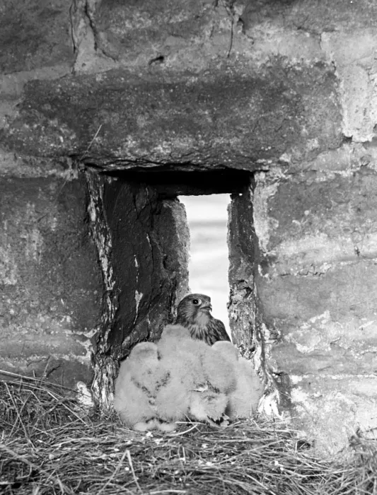 Framed Print : Kestrel at nest in Barn, Gorple, Yorkshire. Taken by Eric Hosking in 1944