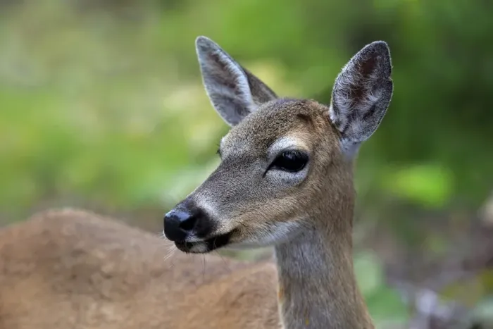 Framed Print : Key Deer (Odocoileus virginianus clavium) doe, close-up of head, National Key Deer Refuge, Florida Keys, Florida Framed Print : Key Deer (Odocoileus virginianus clavium) doe, close-up of head, National Key Deer Refuge, Florida Keys, Florida