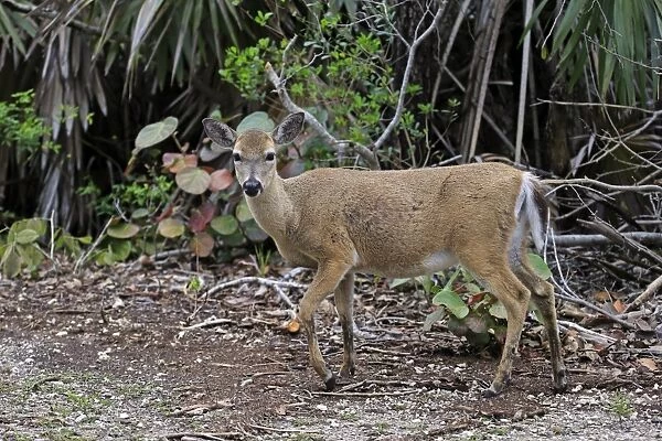 Key Deer (Odocoileus virginianus clavium) doe, standing at edge of undergrowth, National Key Deer Refuge, Florida Keys