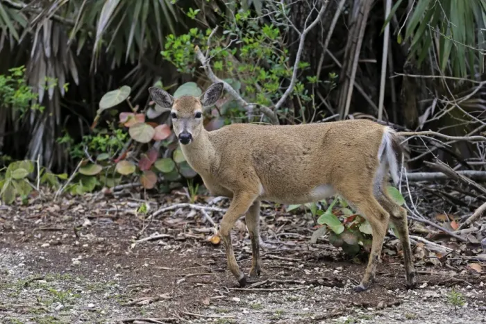 Framed Print : Key Deer (Odocoileus virginianus clavium) doe, standing at edge of undergrowth, National Key Deer Refuge, Florida Keys