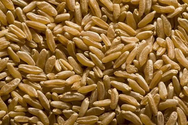Khorasan Wheat (Triticum turanicum) Kamut, pile of seeds, ancient grain type, organically grown in U. S. A