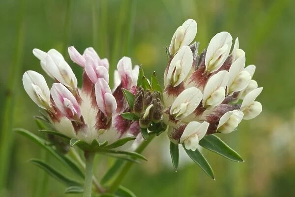 Kidney-vetch (Anthyllis vulneraria) white and pink flowered form, close-up of flowers, Causse Mejean, Massif Central