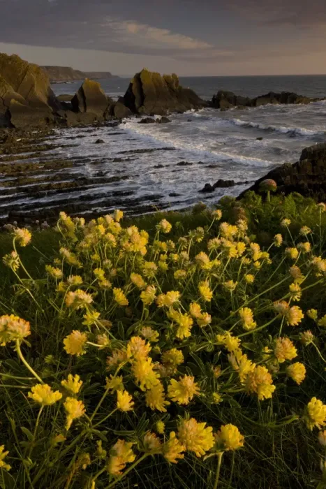 Framed Print : Kidney-vetch (Anthyllis vulneraria) flowering, growing on clifftop habitat, Hartland Quay, North Devon, England, may