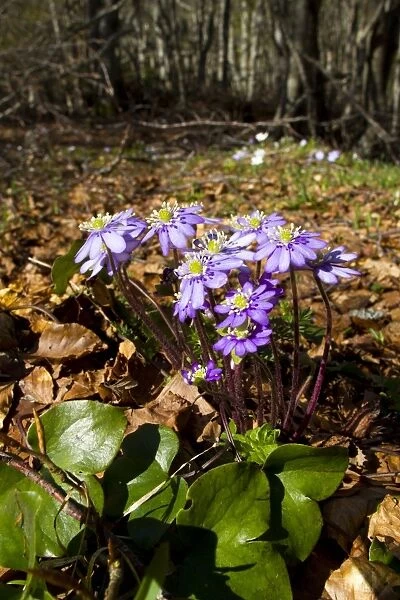 Kidneywort (Anemone hepatica) flowering, growing in open woodland soon after snowmelt, Ariege Pyrenees, Midi-Pyrenees