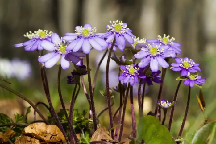 Framed Print : Kidneywort (Anemone hepatica) flowering, growing in open woodland soon after snowmelt, Ariege Pyrenees, Midi-Pyrenees Framed Print : Kidneywort (Anemone hepatica) flowering, growing in open woodland soon after snowmelt, Ariege Pyrenees, Midi-Pyrenees