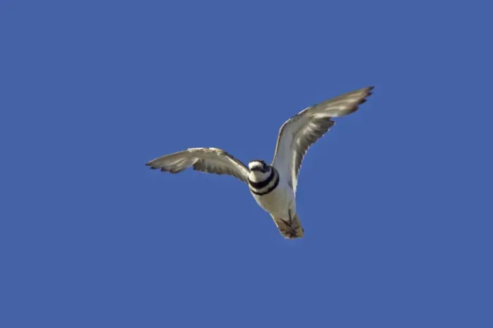 Framed Print : Killdeer (Charadrius vociferus) adult, in flight, Klamath National Wildlife Refuge, California, U. S. A Framed Print : Killdeer (Charadrius vociferus) adult, in flight, Klamath National Wildlife Refuge, California, U. S. A