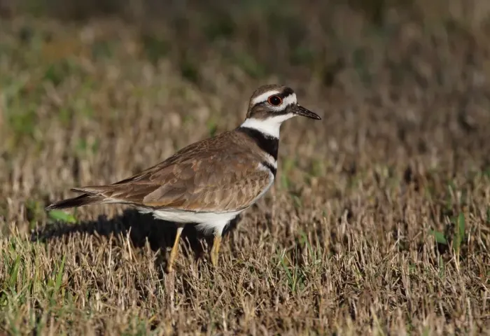 Framed Print : Killdeer (Charadrius vociferus ternominatus) adult, standing on short grass, Zapata Peninsula, Matanzas Province, Cuba Framed Print : Killdeer (Charadrius vociferus ternominatus) adult, standing on short grass, Zapata Peninsula, Matanzas Province, Cuba