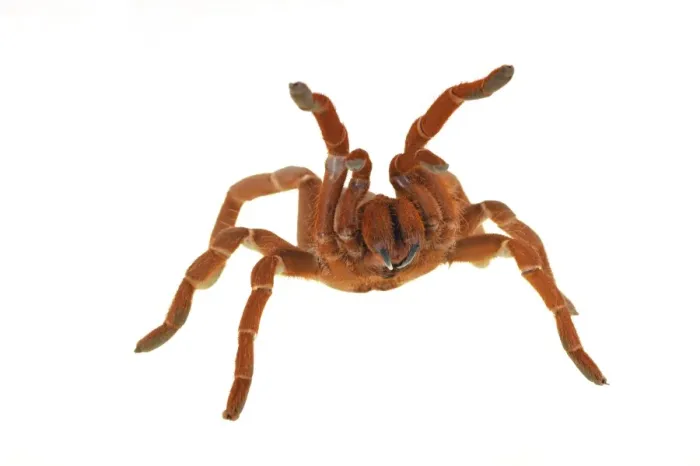 Framed Print : King Baboon Spider (Citharischius crawshayi) adult, in defensive posture