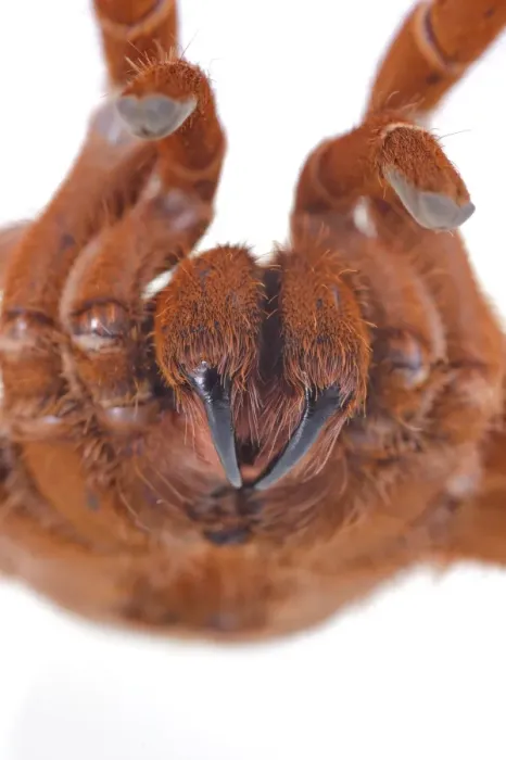 Framed Print : King Baboon Spider (Citharischius crawshayi) adult, close-up of chelicerae and fangs, in defensive posture