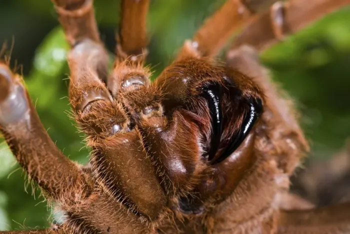 Framed Print : King Baboon Spider (Citharischius crawshayi) adult female, close-up of fangs (captive) Framed Print : King Baboon Spider (Citharischius crawshayi) adult female, close-up of fangs (captive)