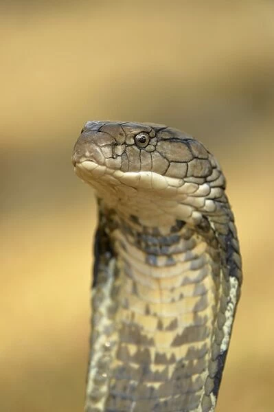 King Cobra (Ophiophagus hannah) adult, close-up of head, rearing up with hood flattened in threat display, Bali
