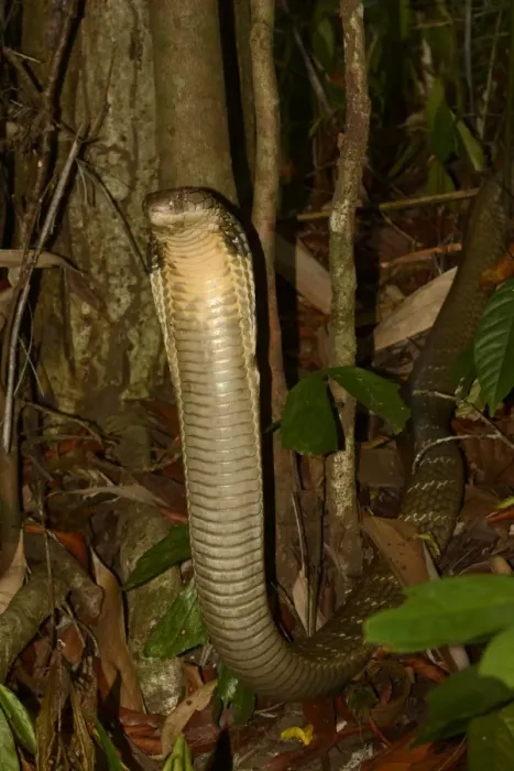 Framed Print : King Cobra (Ophiophagus hannah) adult, rearing up with hood flattened in threat display, in native forest at night Framed Print : King Cobra (Ophiophagus hannah) adult, rearing up with hood flattened in threat display, in native forest at night
