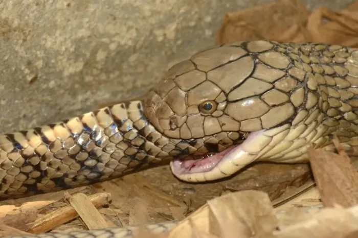 Framed Print : King Cobra (Ophiophagus hannah) adult, close-up of head, feeding on ratsnake prey, Bali, Lesser Sunda Islands Framed Print : King Cobra (Ophiophagus hannah) adult, close-up of head, feeding on ratsnake prey, Bali, Lesser Sunda Islands