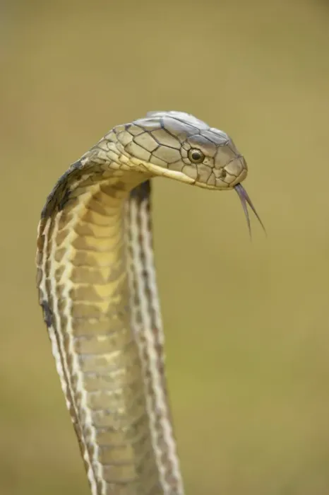Framed Print : King Cobra (Ophiophagus hannah) adult, close-up of head, flicking forked tongue