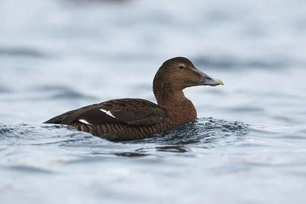 King Eider (Somateria spectabilis) adult female, swimming at sea, Norway, march