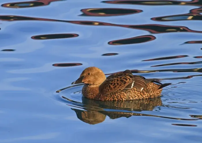 Framed Print : King Eider (Somateria spectabilis) adult female, swimming at sea with reflections, Northern Norway, March Framed Print : King Eider (Somateria spectabilis) adult female, swimming at sea with reflections, Northern Norway, March