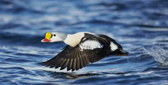 Framed Print : King Eider (Somateria spectabilis) adult male, in flight, taking off from sea, Norway, March Framed Print : King Eider (Somateria spectabilis) adult male, in flight, taking off from sea, Norway, March