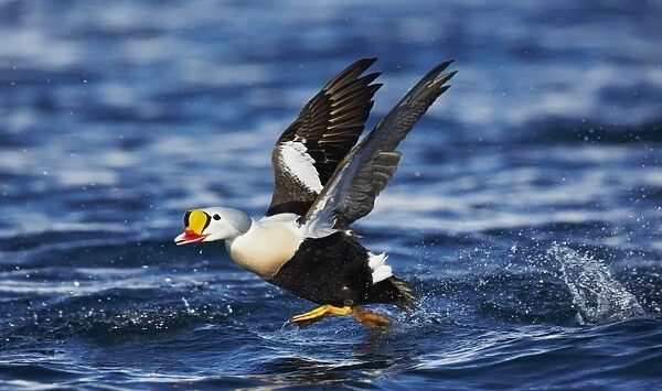 King Eider (Somateria spectabilis) adult male, in flight, taking off from sea, Norway, March