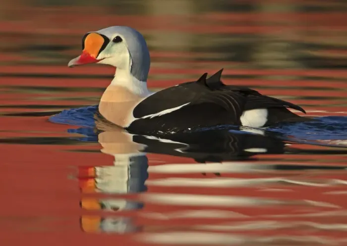 Framed Print : King Eider (Somateria spectabilis) adult male, breeding plumage, swimming at sea with reflections, Northern Norway Framed Print : King Eider (Somateria spectabilis) adult male, breeding plumage, swimming at sea with reflections, Northern Norway