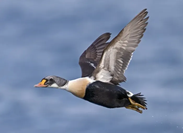 Framed Print : King Eider (Somateria spectabilis) immature male, first winter plumage, in flight over sea, Varanger, Northern Norway, march Framed Print : King Eider (Somateria spectabilis) immature male, first winter plumage, in flight over sea, Varanger, Northern Norway, march