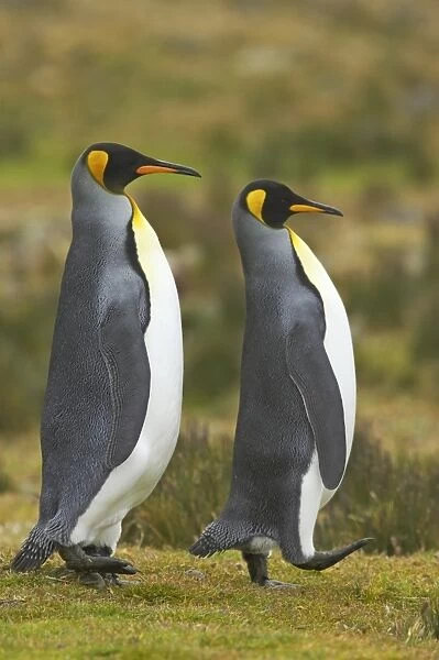 King Penguin (Aptenodytes patagonicus) adult pair, in courtship walking display, Fortuna Bay, South Georgia
