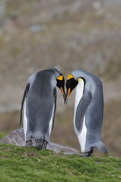 King Penguin (Aptenodytes patagonicus) adult pair, in courtship display, St. Andrews Bay, South Georgia, February