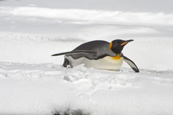 Framed Print : King Penguin (Aptenodytes patagonicus) adult, tobogganing, South Georgia Framed Print : King Penguin (Aptenodytes patagonicus) adult, tobogganing, South Georgia