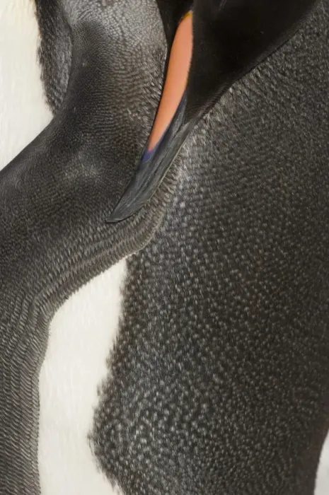 Framed Print : King Penguin (Aptenodytes patagonicus) adult, sleeping, close-up of beak, wing and body, Gold Harbour, South Georgia, november Framed Print : King Penguin (Aptenodytes patagonicus) adult, sleeping, close-up of beak, wing and body, Gold Harbour, South Georgia, november