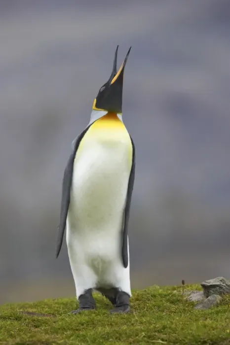 Framed Print : King Penguin (Aptenodytes patagonicus) adult, braying, standing on grass, Fortuna Bay, South Georgia Framed Print : King Penguin (Aptenodytes patagonicus) adult, braying, standing on grass, Fortuna Bay, South Georgia