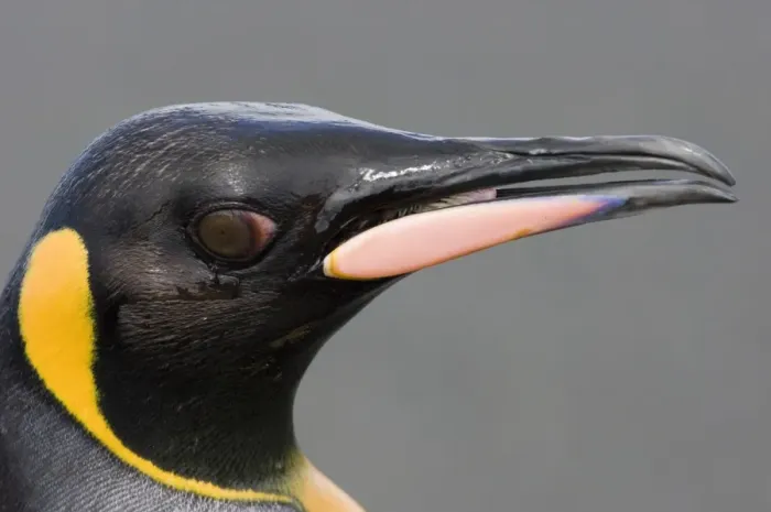 Framed Print : King Penguin (Aptenodytes patagonicus) adult, close-up of head and beak, St. Andrews Bay, South Georgia, november