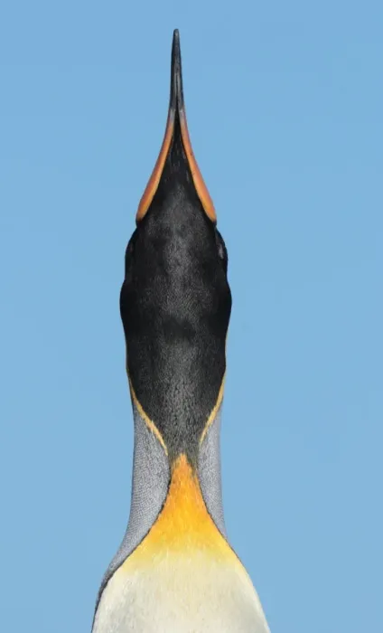 Framed Print : King Penguin (Aptenodytes patagonicus) adult male, close-up of head and neck, in skypointing and trumpeting display, Salisbury Plain, South Georgia, november Framed Print : King Penguin (Aptenodytes patagonicus) adult male, close-up of head and neck, in skypointing and trumpeting display, Salisbury Plain, South Georgia, november