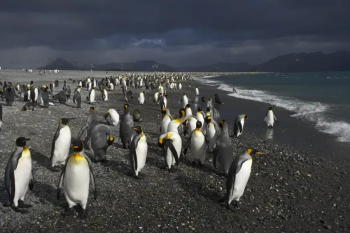 Framed Print : King Penguin (Aptenodytes patagonicus) adults, flock gathering on shoreline under stormclouds, Salisbury Plain, South Georgia Framed Print : King Penguin (Aptenodytes patagonicus) adults, flock gathering on shoreline under stormclouds, Salisbury Plain, South Georgia