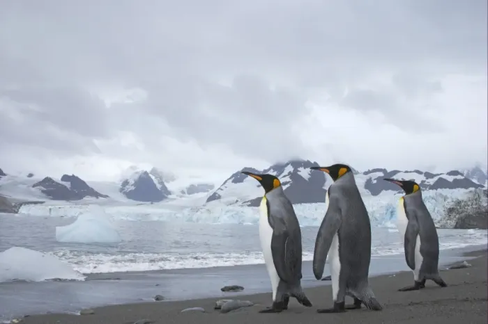 Framed Print : King Penguin (Aptenodytes patagonicus) three adults, standing on beach, with glacier in background, Ross Glacier, Royal Bay, South Georgia