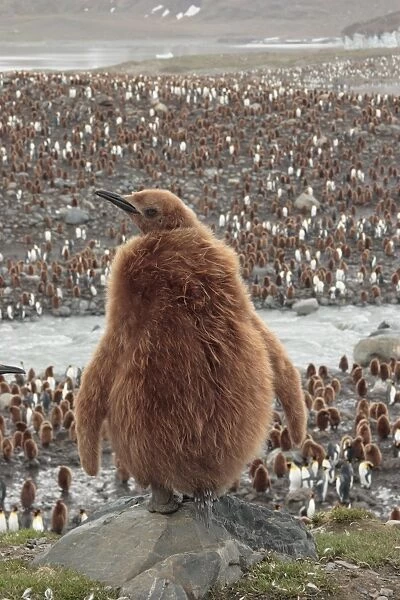 King Penguin (Aptenodytes patagonicus) chick, standing on rock, with colony in background, Gold Harbour, South Georgia