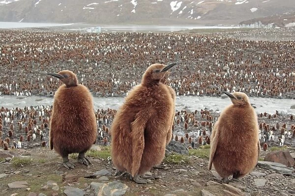 King Penguin (Aptenodytes patagonicus) four chicks, standing, with colony in background, Gold Harbour, South Georgia, november