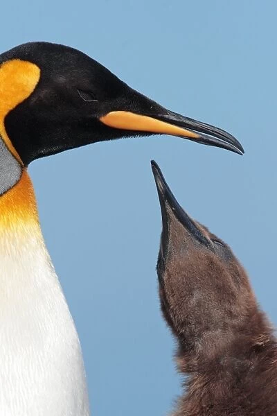 King Penguin (Aptenodytes patagonicus patagonicus) nominate subspecies, adult feeding chick, close-up of heads