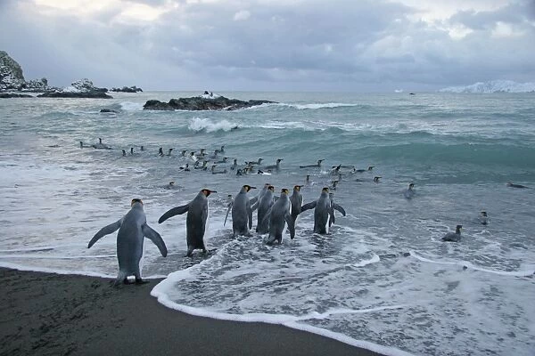 King Penguin (Aptenodytes patagonicus patagonicus) nominate subspecies, adults, group walking into sea, South Georgia