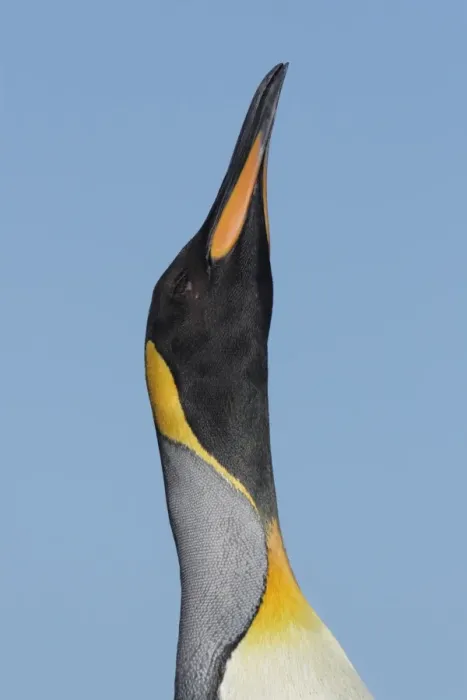 Framed Print : King Penguin (Aptenodytes patagonicus patagonicus) nominate subspecies, adult male, trumpeting, close-up of head Framed Print : King Penguin (Aptenodytes patagonicus patagonicus) nominate subspecies, adult male, trumpeting, close-up of head