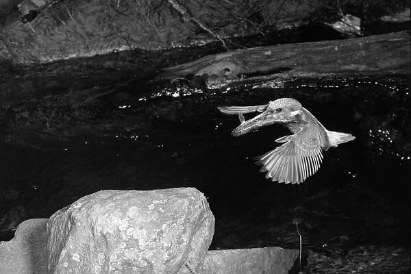 Kingfisher Doldowlod Wales. Taken by Eric Hosking in 1954