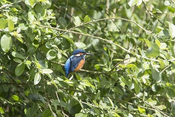 Kingfisher sits in Willow Trees at Lackford Lakes, Suffolk