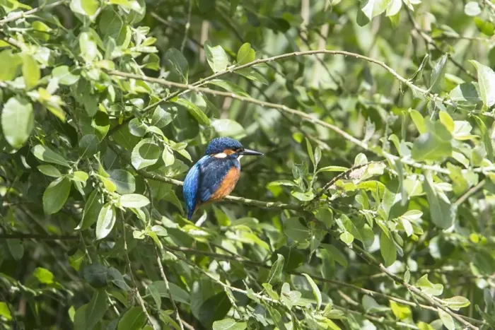 Framed Print : Kingfisher sits in Willow Trees at Lackford Lakes, Suffolk Framed Print : Kingfisher sits in Willow Trees at Lackford Lakes, Suffolk