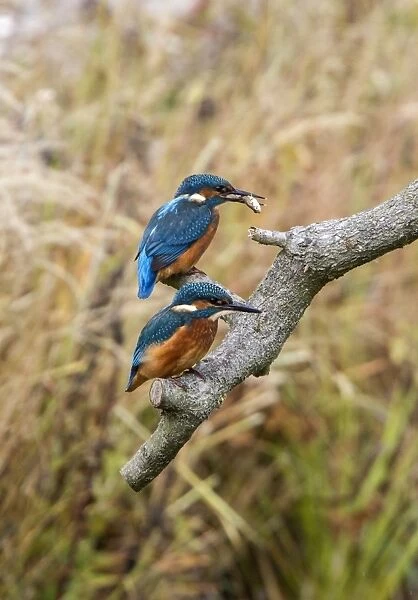 Two Kingfishers one with a Stickleback fish. Lackford Lakes, Suffolk. Juvenile bird has white tip to bill