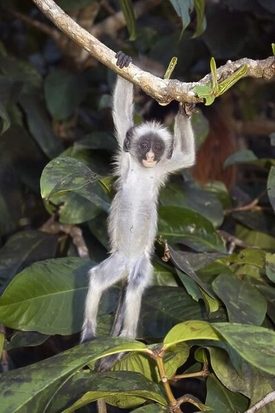 Kirks Red Colobus monkey (Procolobus kirkii) island endemic, baby hanging in tree, Jozani Forest, Zanzibar, Tanzania