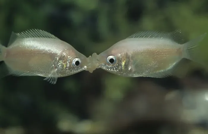 Framed Print : Kissing Gourami (Helostoma temmincki) Kiss rivals to gauge strength and establish heirarchy Framed Print : Kissing Gourami (Helostoma temmincki) Kiss rivals to gauge strength and establish heirarchy