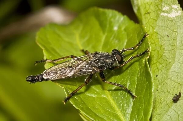 Kite-tailed Robberfly (Machimus atricapillus) adult, resting on leaf, Downe Bank Nature Reserve, North Downs, Kent