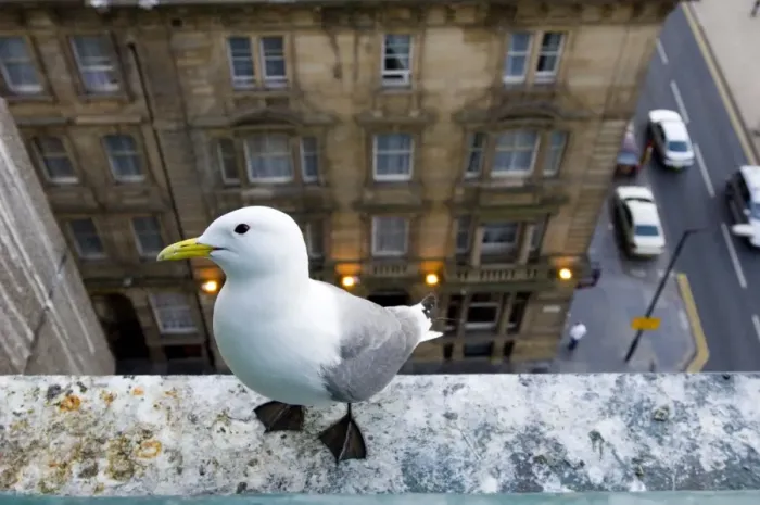 Framed Print : Kittiwake (Rissa tridactyla) adult, nesting on building in city centre, Newcastle, Tyne and Wear, England, june Framed Print : Kittiwake (Rissa tridactyla) adult, nesting on building in city centre, Newcastle, Tyne and Wear, England, june