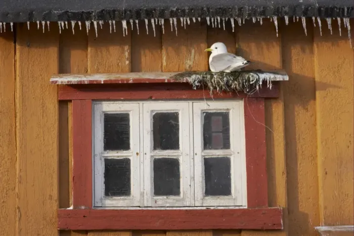 Framed Print : Kittiwake (Rissa tridactyla) adult, nesting on ledge over window, on building with icicles, Vardo, Finnmark, Norway Framed Print : Kittiwake (Rissa tridactyla) adult, nesting on ledge over window, on building with icicles, Vardo, Finnmark, Norway